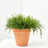 CHAMAECYPARIS MACETA 13CM