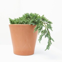 JUNIPERUS HORIZONTALIS MACETA 3L