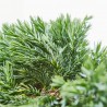 JUNIPERUS HORIZONTALIS MACETA 3L