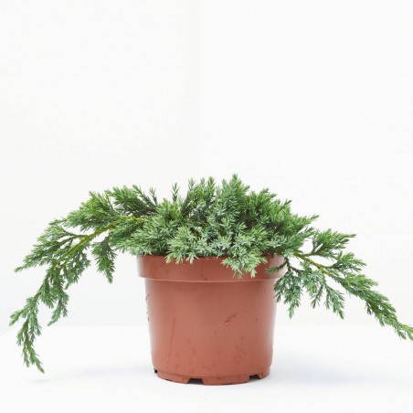 JUNIPERUS HORIZONTALIS MACETA 3L