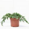 JUNIPERUS HORIZONTALIS MACETA 3L