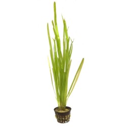 VALLISNERIA SPIRALIS