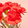 RAMO CLAVELES ROJO