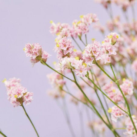 RAMO LIMONIUM