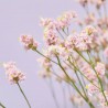 RAMO LIMONIUM