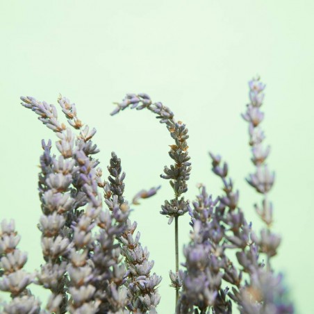 RAMO LAVANDA