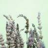 RAMO LAVANDA