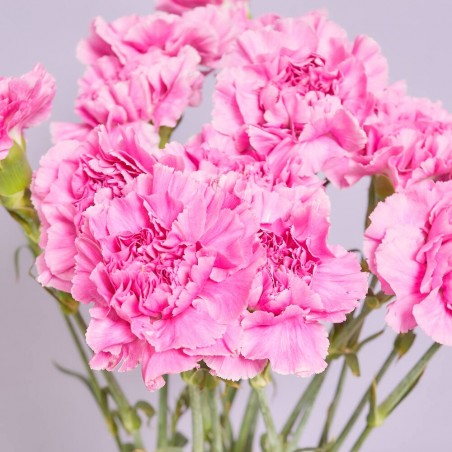 RAMO CLAVELES ROSAS