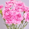 RAMO CLAVELES ROSAS