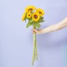 RAMO GIRASOLES