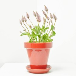 PTILOTUS MACETA 13CM