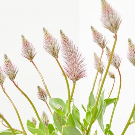 PTILOTUS MACETA 13CM