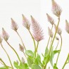 PTILOTUS MACETA 13CM