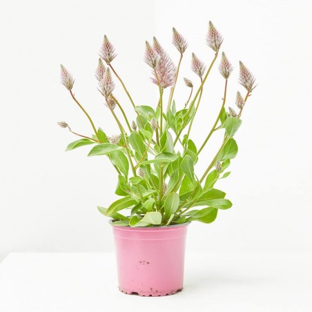 PTILOTUS MACETA 13CM
