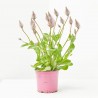 PTILOTUS MACETA 13CM
