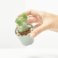 TRICHOCEREUS BRIDGESII MONSTRUOSA CRESTATA MACETA 6.5CM