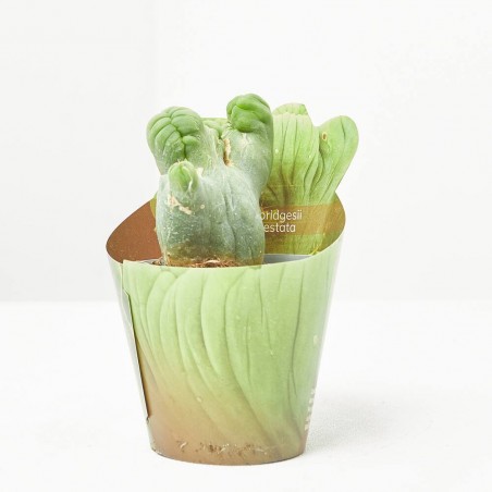 TRICHOCEREUS BRIDGESII MONSTRUOSA CRESTATA MACETA 6.5CM