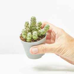 CRASSULA BARKLYI MACETA 6.5CM