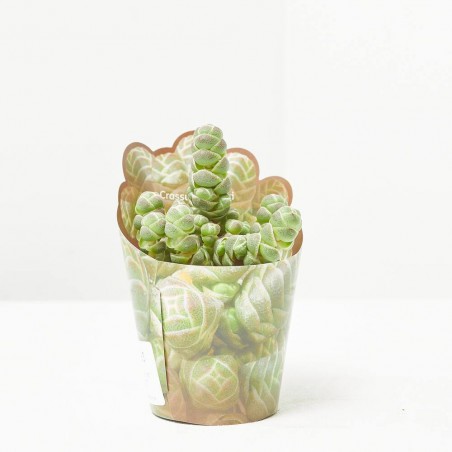 CRASSULA BARKLYI MACETA 6.5CM