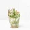 CRASSULA BARKLYI MACETA 6.5CM
