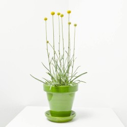 CRASPEDIA GLOBOSA MACETA 13CM