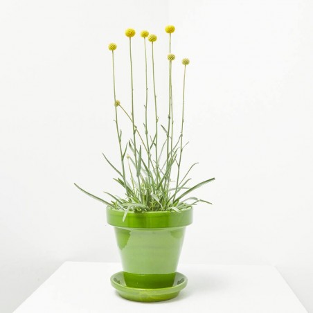 CRASPEDIA GLOBOSA MACETA 13CM