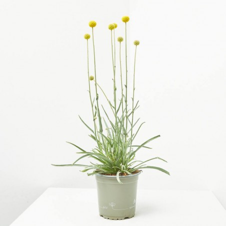 CRASPEDIA GLOBOSA MACETA 13CM
