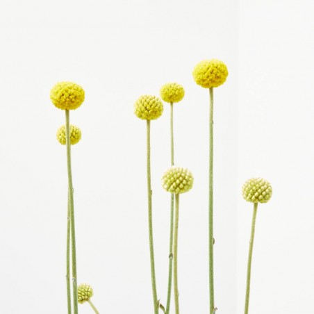 CRASPEDIA GLOBOSA MACETA 13CM