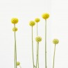 CRASPEDIA GLOBOSA MACETA 13CM