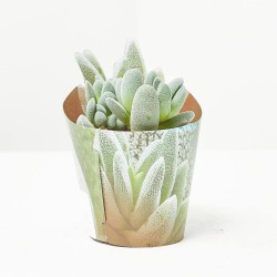 CRASSULA TECTA MACETA 6.5CM