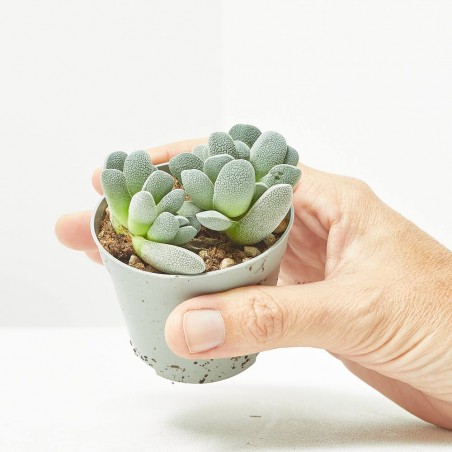 CRASSULA TECTA MACETA 6.5CM