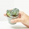 CRASSULA TECTA MACETA 6.5CM