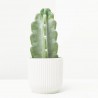 CACTUS CUDDLY MACETA 9CM