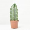 CACTUS CUDDLY MACETA 9CM