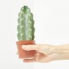 CACTUS CUDDLY MACETA 9CM