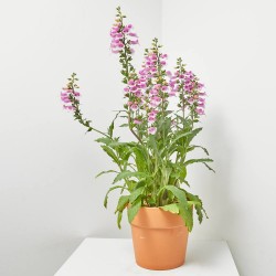 DIGITALIS PURPUREA MACETA 3L