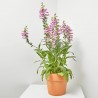 DIGITALIS PURPUREA MACETA 3L