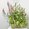 DIGITALIS PURPUREA MACETA 3L