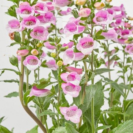 DIGITALIS PURPUREA MACETA 3L
