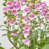 DIGITALIS PURPUREA MACETA 3L