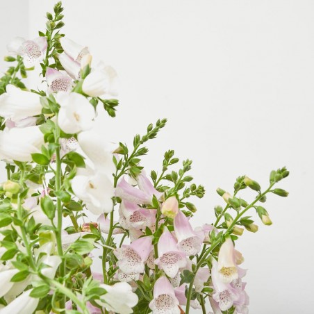 DIGITALIS PURPUREA MACETA 3L