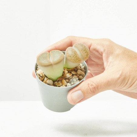 LITHOPS MACETA 6.5CM