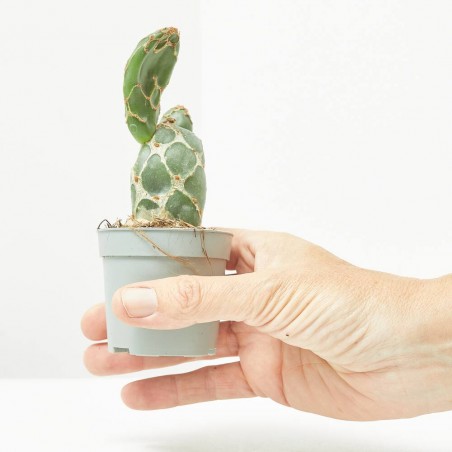 OPUNTIA RETICULATA COBRA MACETA 6.5CM