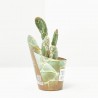 OPUNTIA RETICULATA COBRA MACETA 6.5CM
