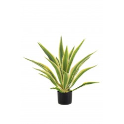 AGAVE BICOLOR UV 70CM MACETA