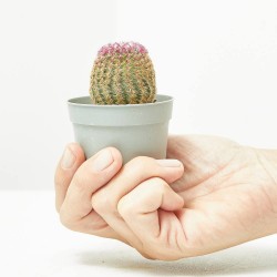 ECHINOCEREUS RIGIDISSIMUS RUBRISPINUS MACETA 6.5CM