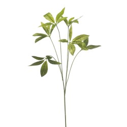 PACHIRA 80CM TALLO