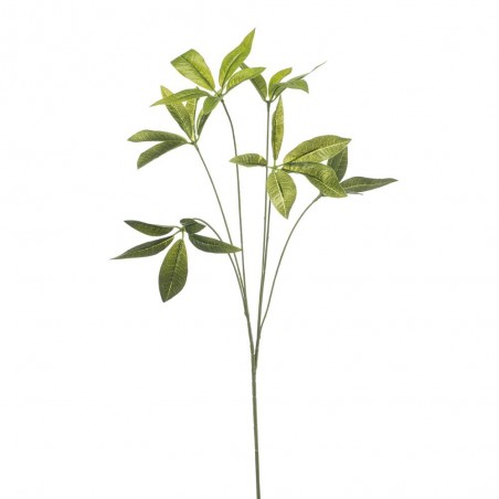 PACHIRA 80CM TALLO