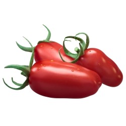 TOMATE SAN MARZANO EN MACETA