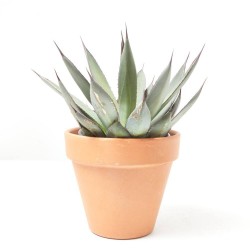 AGAVE M-11 VARIEDADES